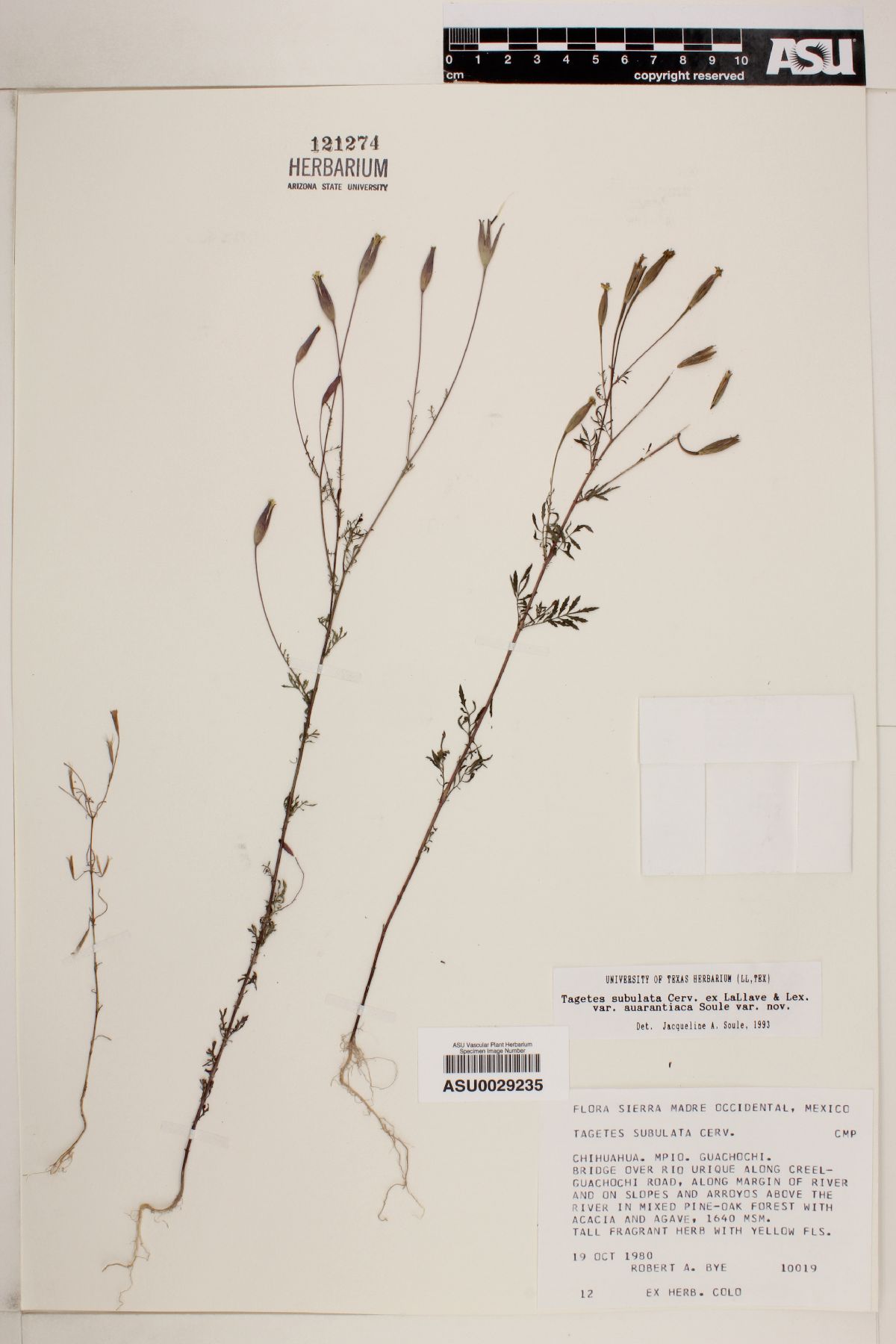 Tagetes subulata var. auarantiaca image