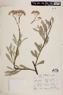 Tessaria integrifolia image