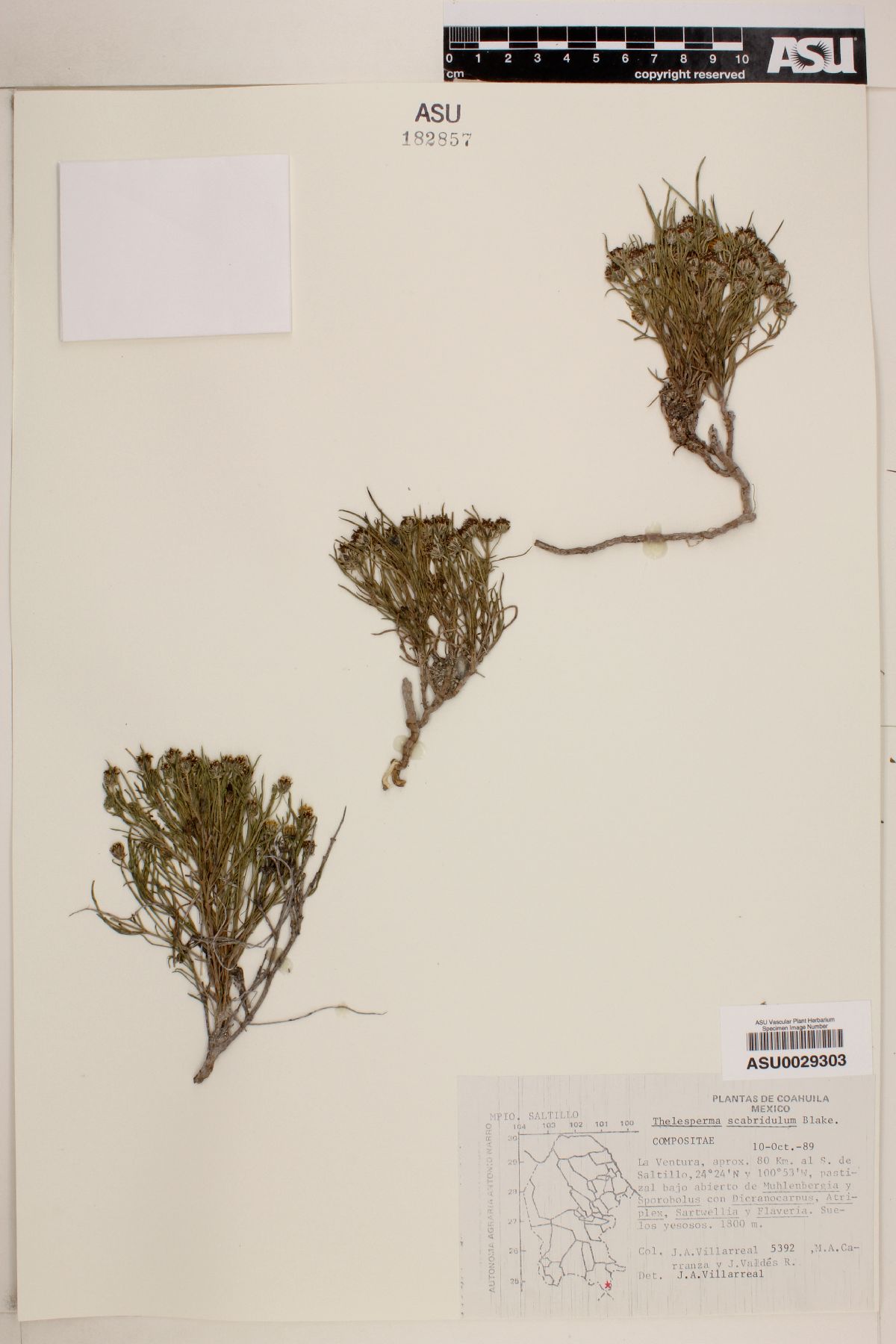 Thelesperma scabridulum image