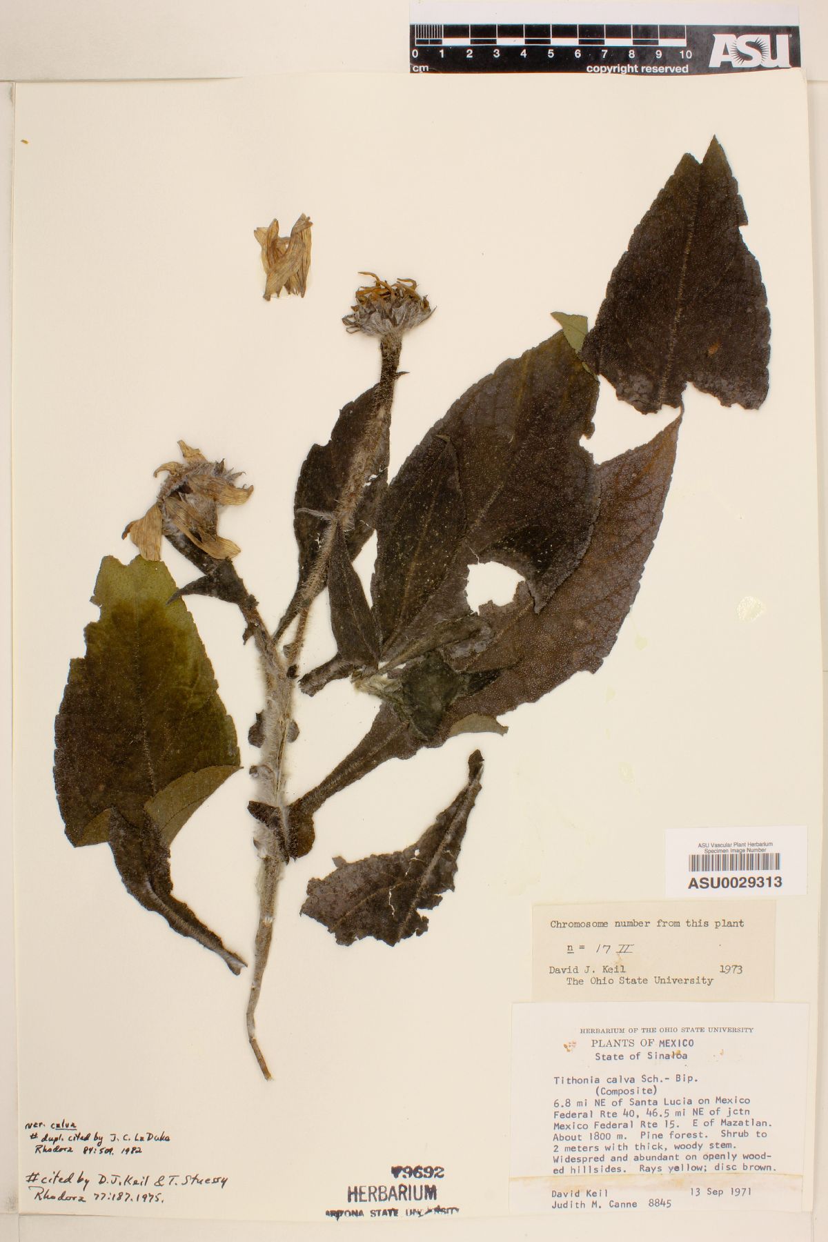 Tithonia calva var. calva image