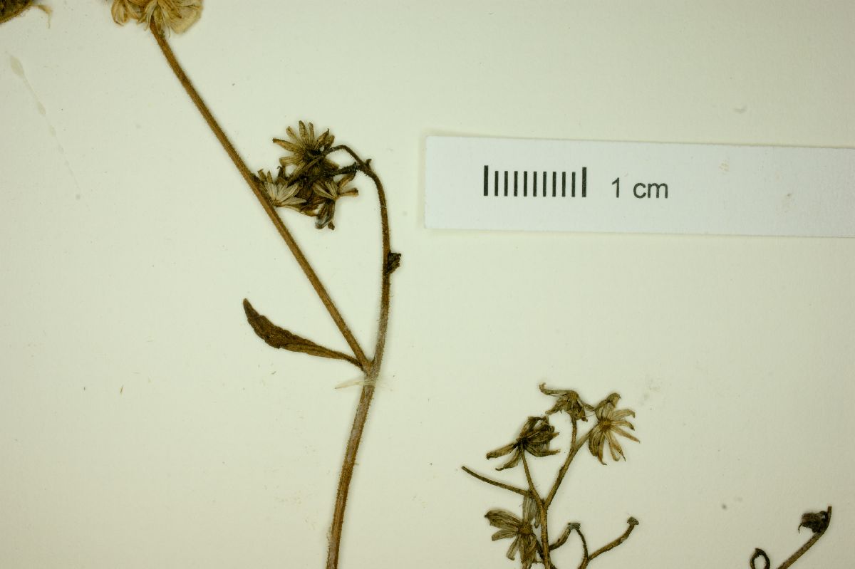 Trichogonia grazielae image