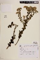 Trichogonia hirtiflora image