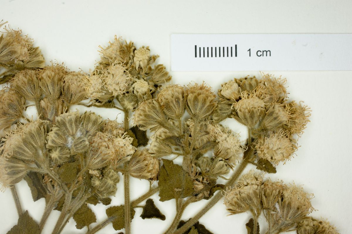 Trichogonia hirtiflora image