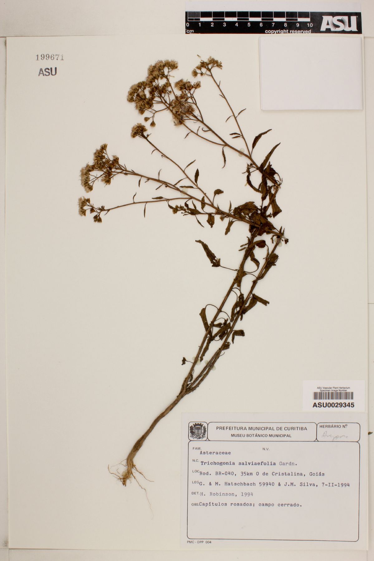 Trichogonia salviaefolia image