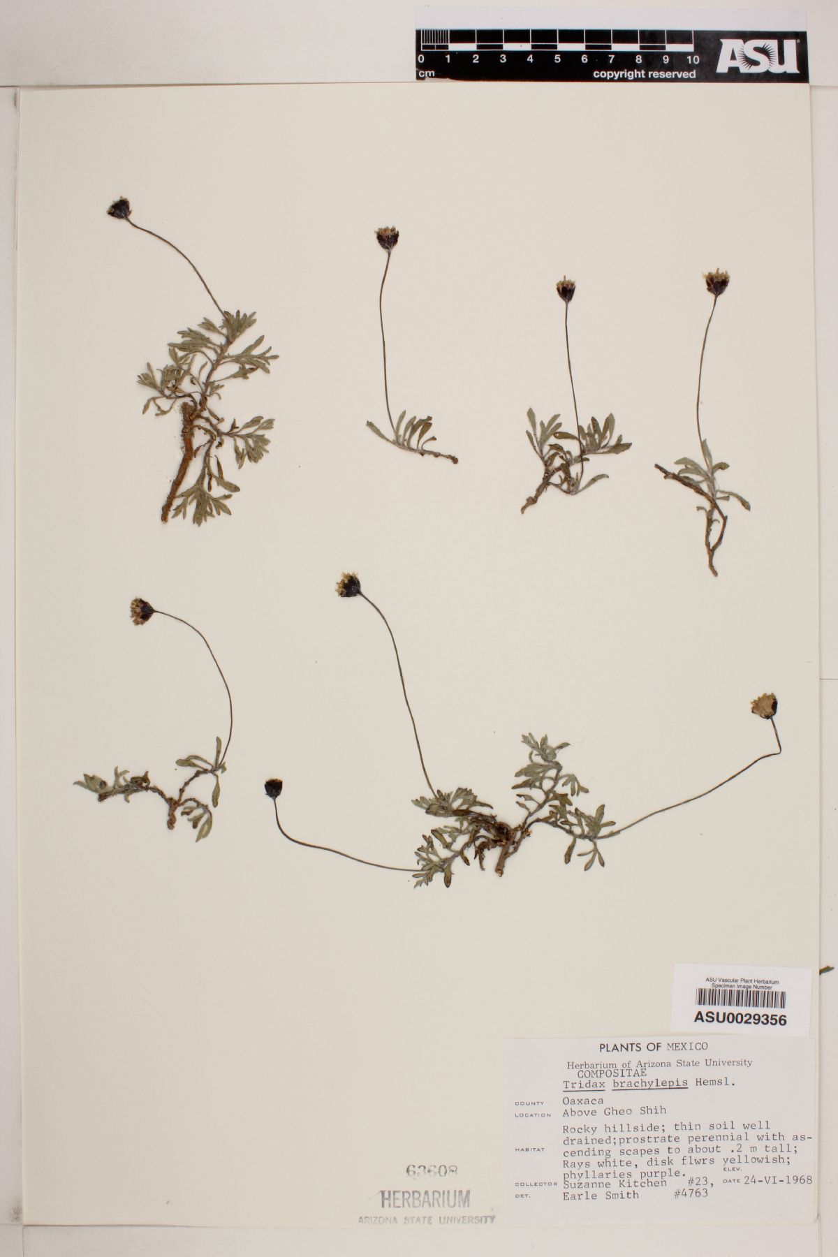 Tridax brachylepis image