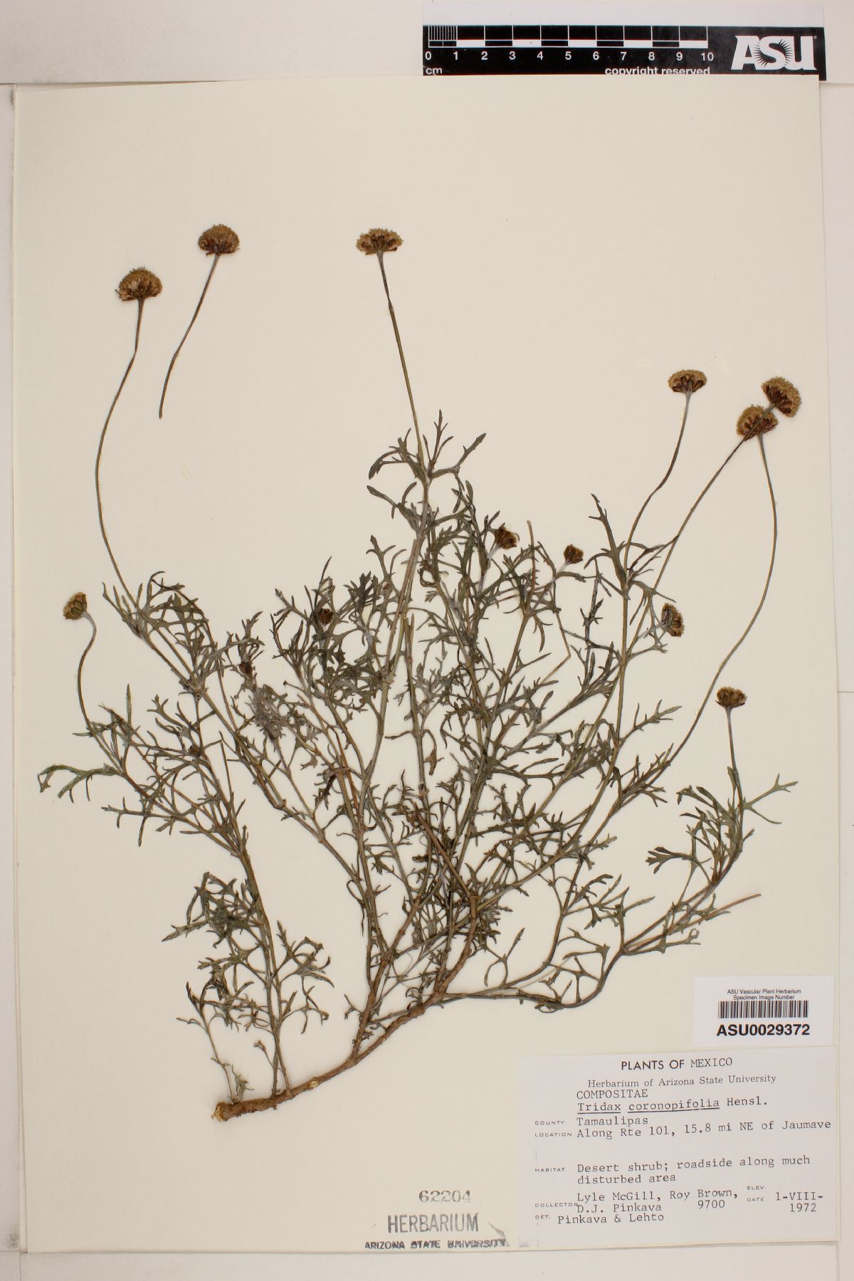 Tridax coronopifolia image