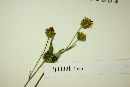 Tridax dubia image