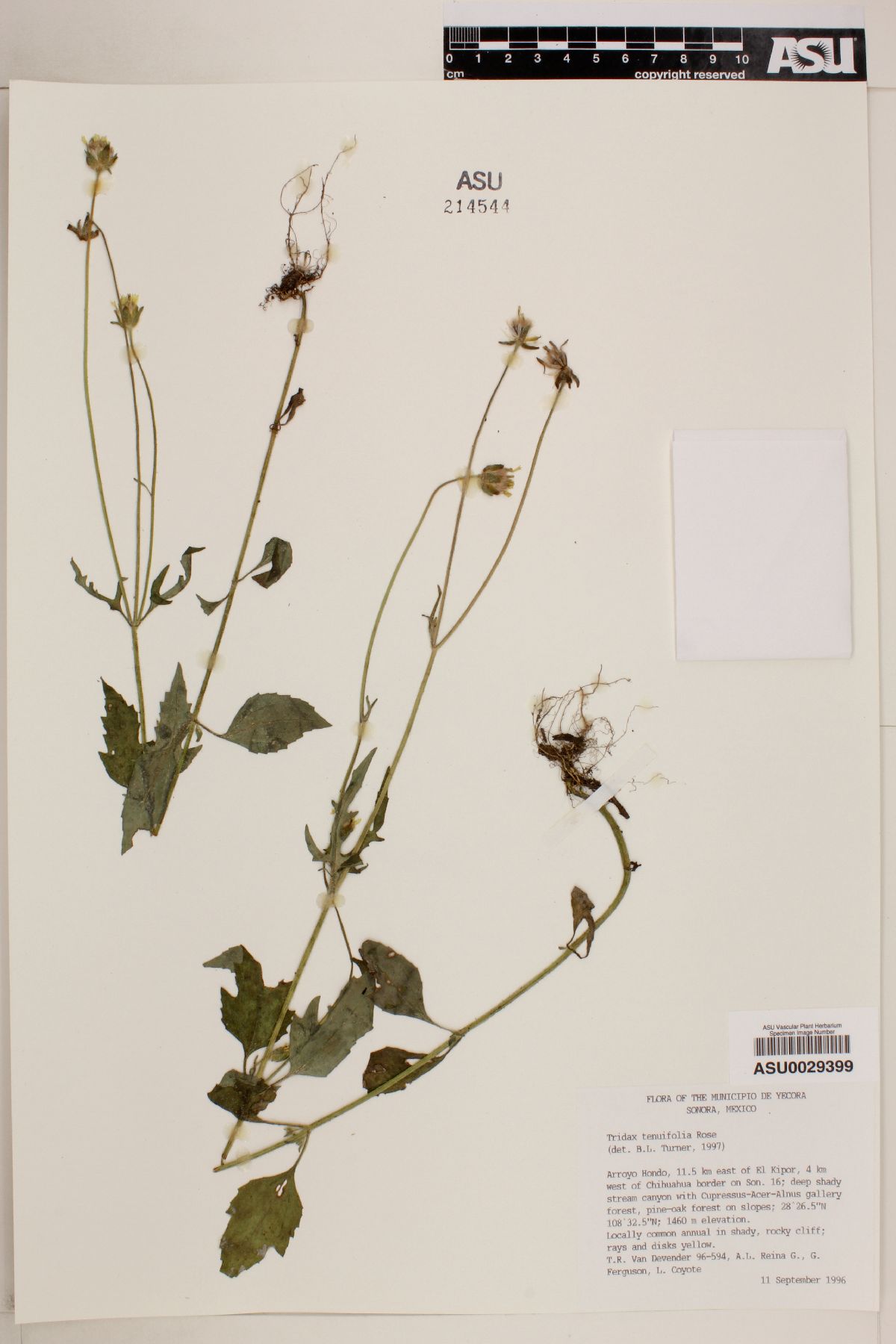 Tridax tenuifolia image