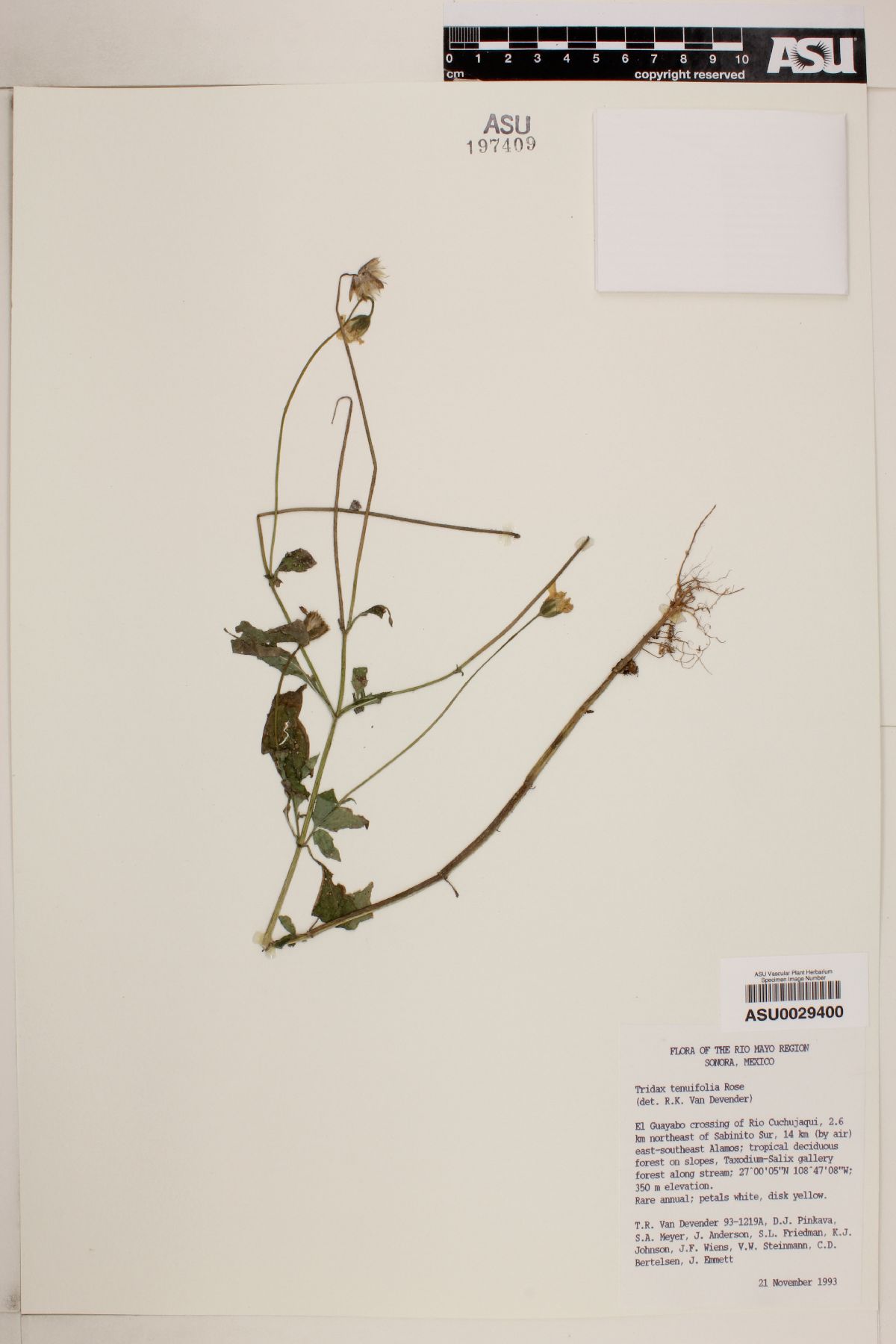 Tridax tenuifolia image