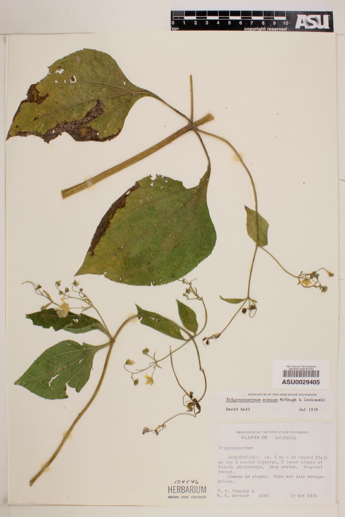 Trigonospermum annuum image