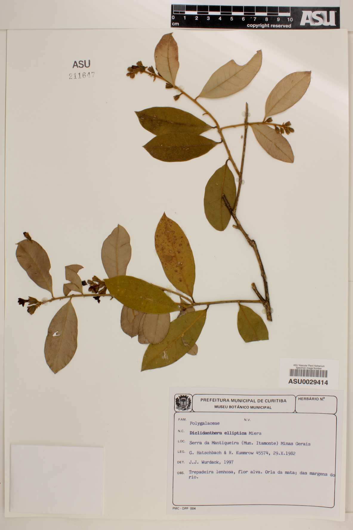 Diclidanthera elliptica image