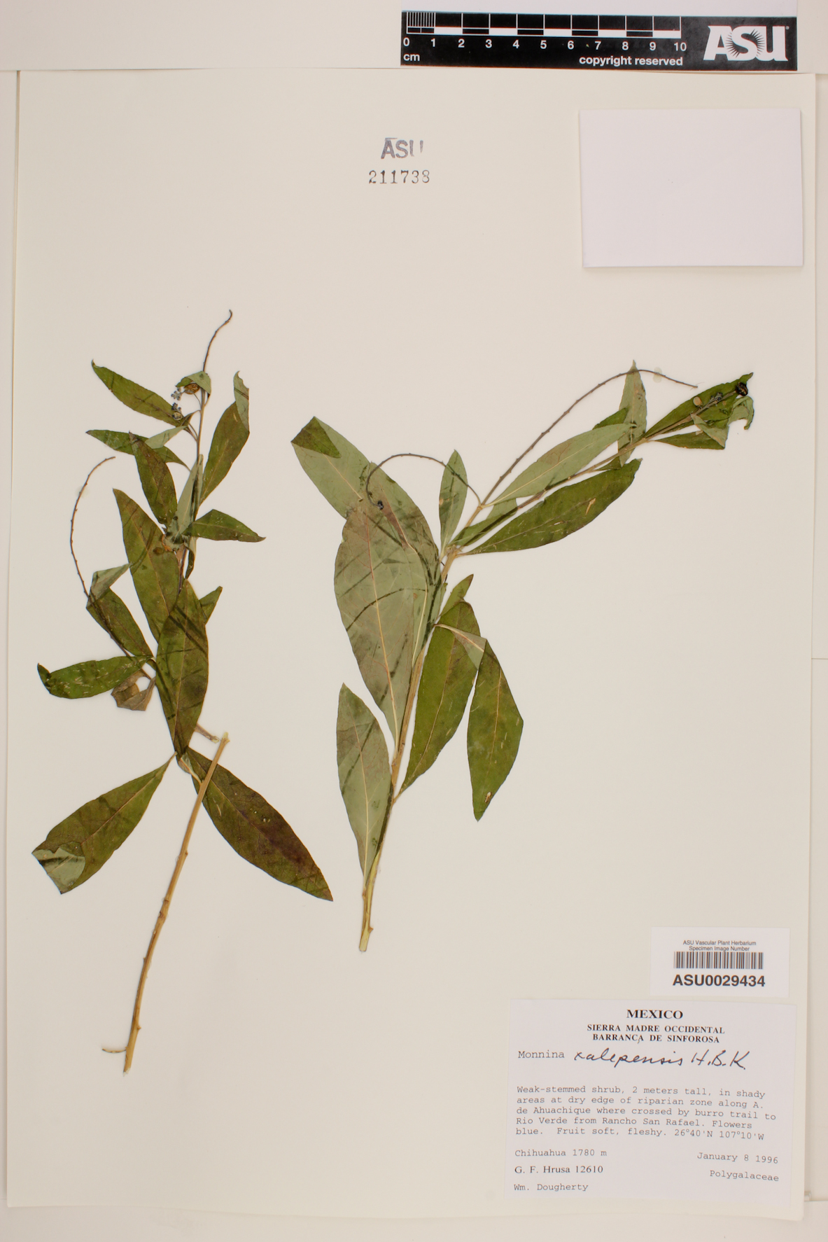 Monnina xalapensis image
