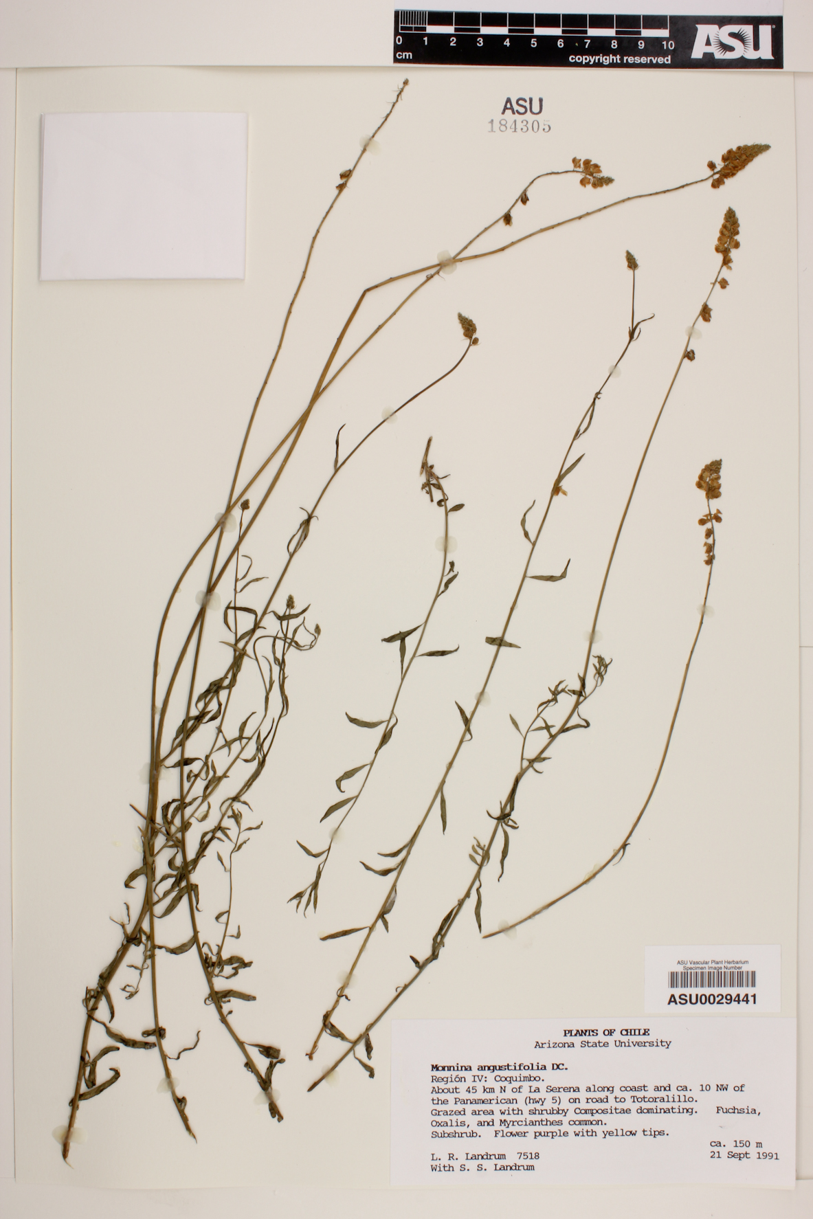 Monnina angustifolia image