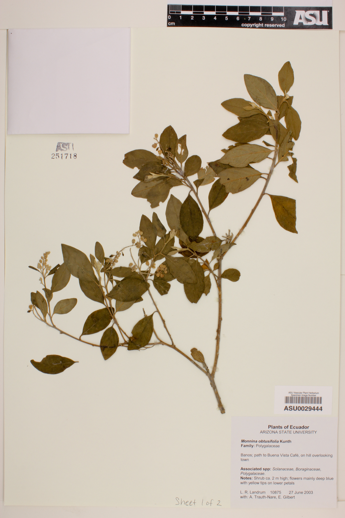 Monnina obtusifolia image