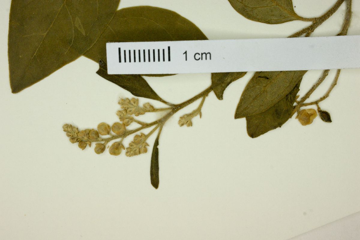 Monnina obtusifolia image