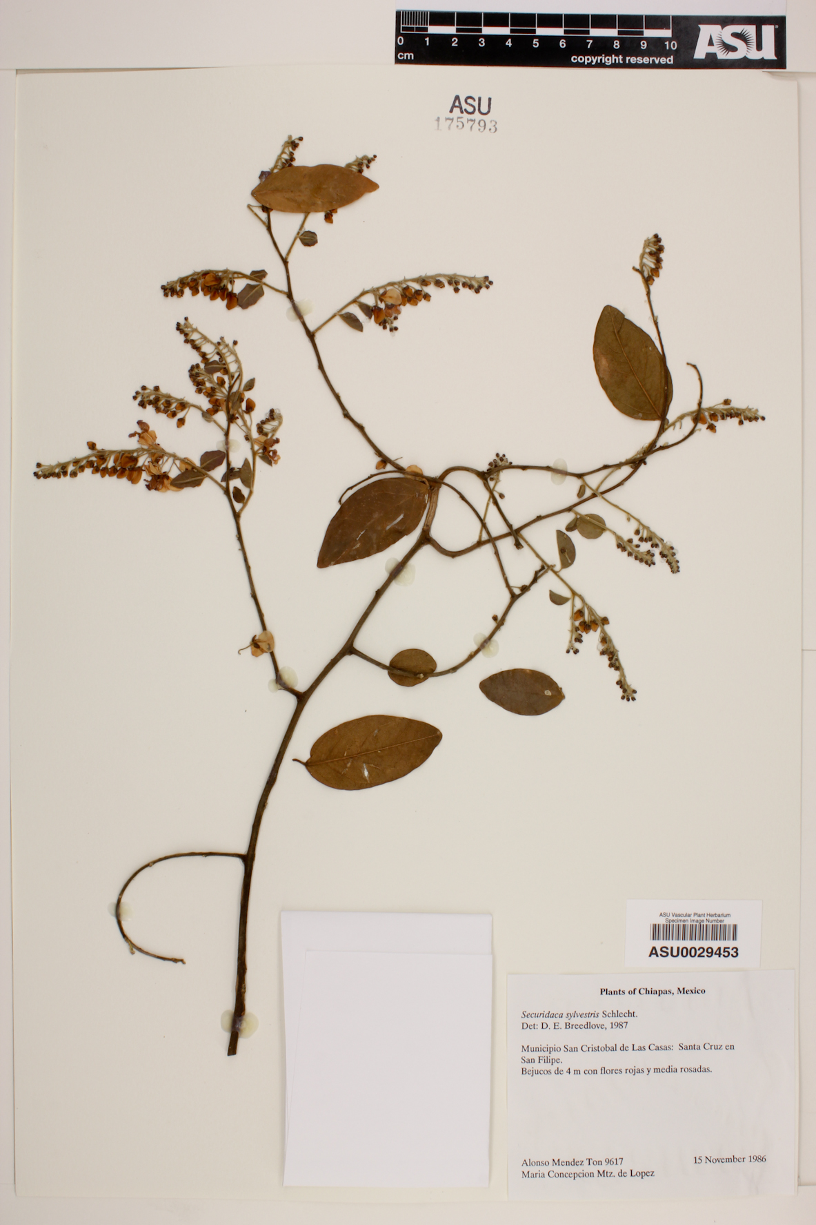 Securidaca sylvestris image