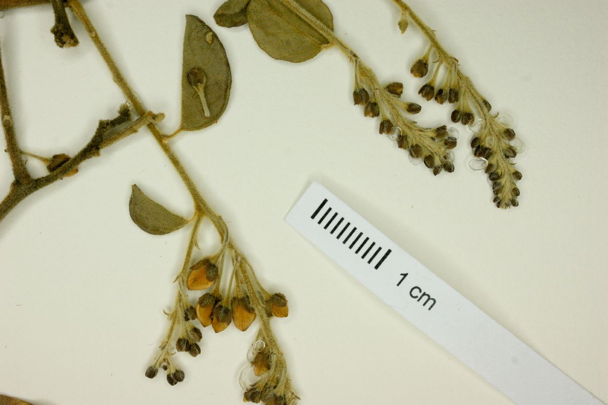 Securidaca sylvestris image