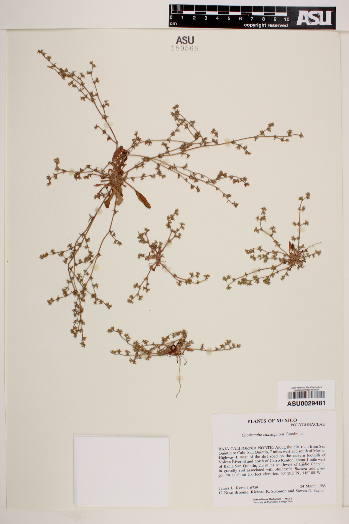 Chorizanthe chaetophora image