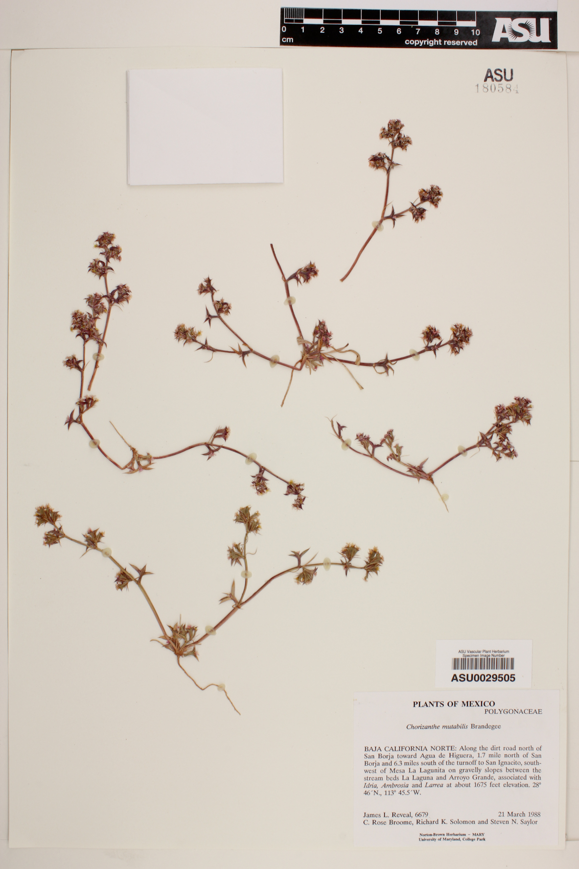 Chorizanthe mutabilis image