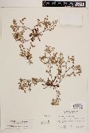 Chorizanthe procumbens image