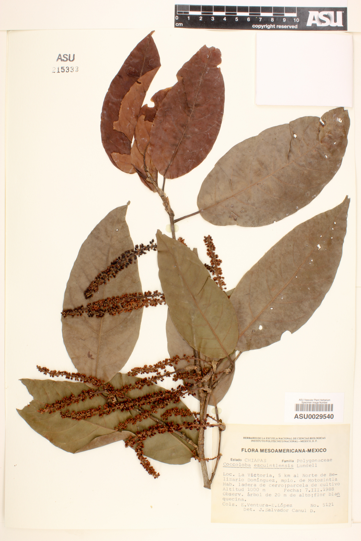 Coccoloba escuintlensis image