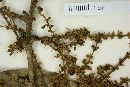 Coccoloba montana image