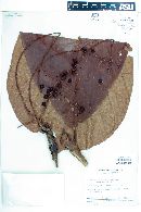 Coccoloba tuerckheimii image