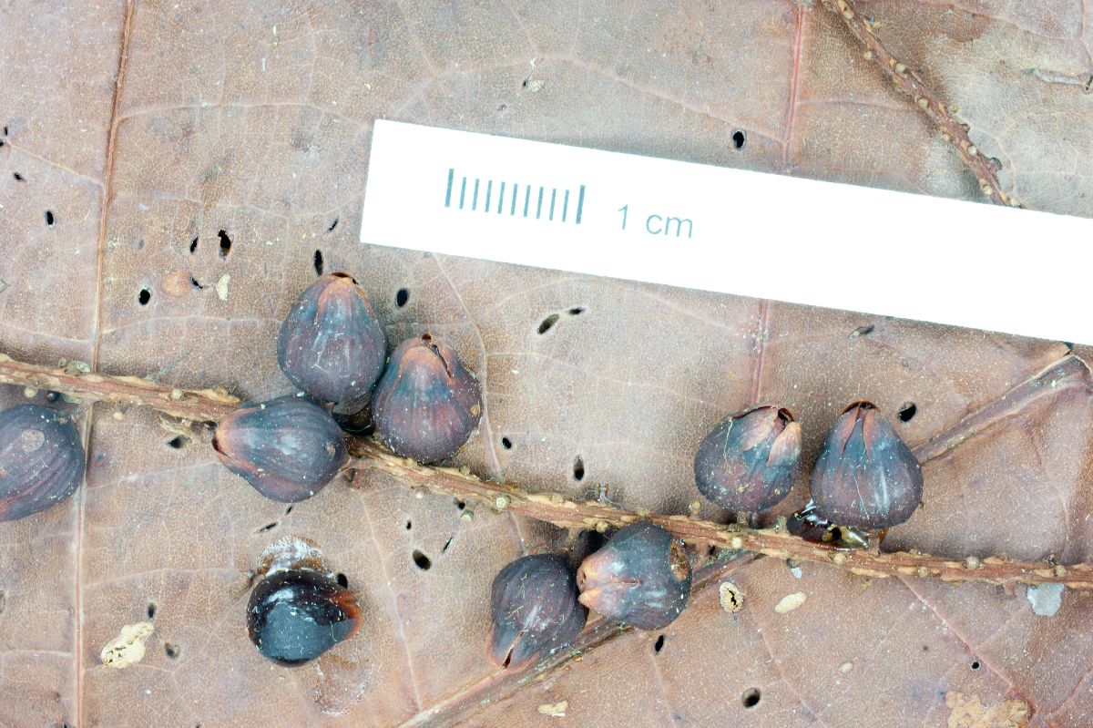 Coccoloba tuerckheimii image
