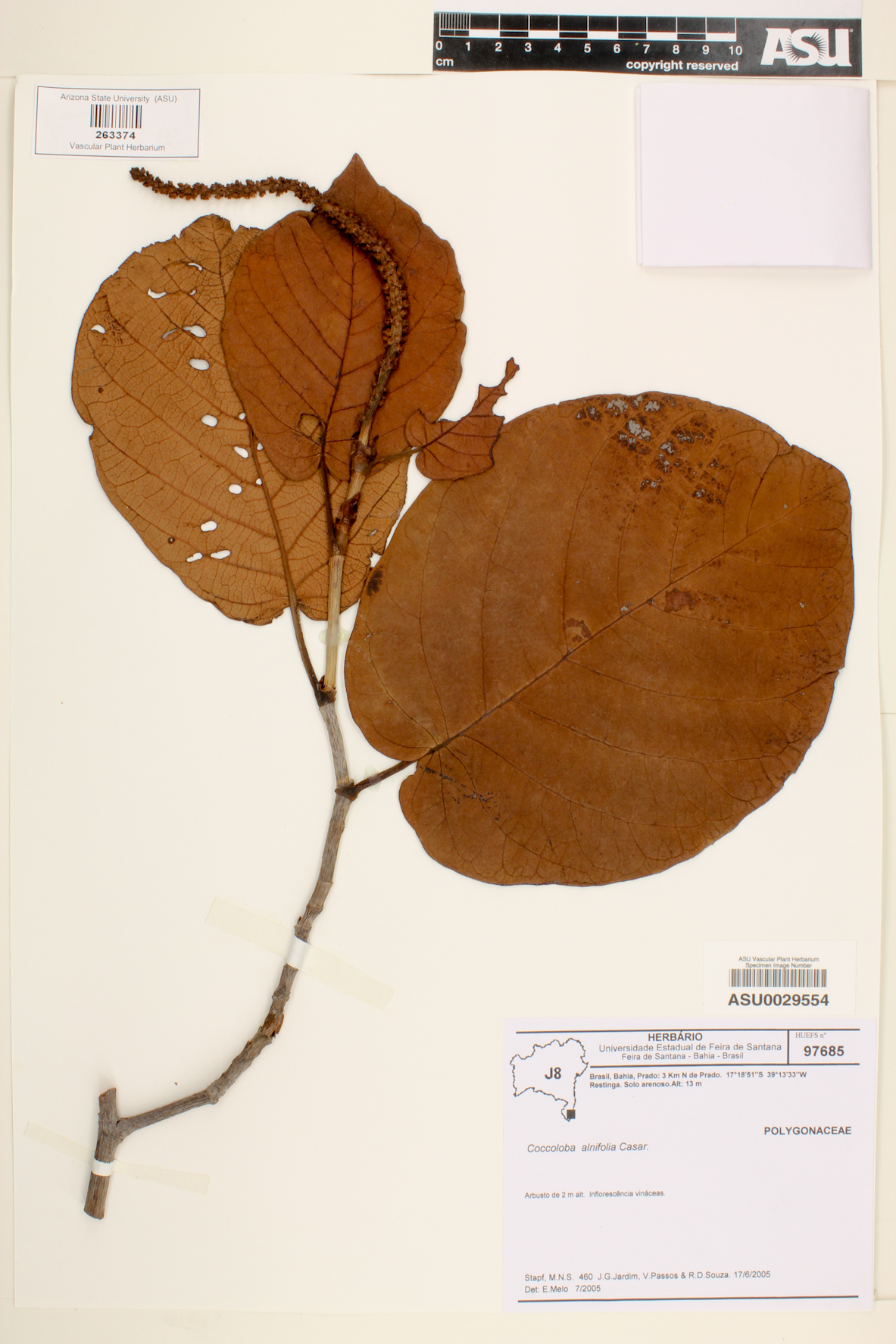 Coccoloba alnifolia image