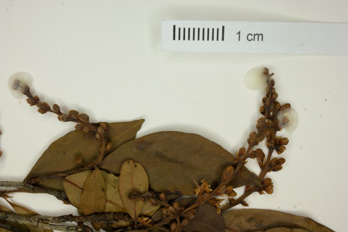 Coccoloba grandiflora image