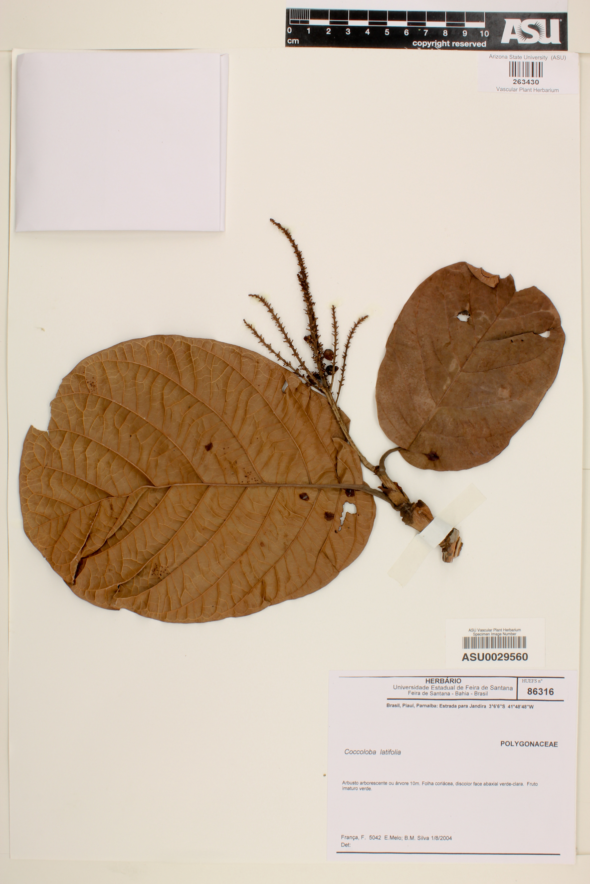 Coccoloba latifolia image