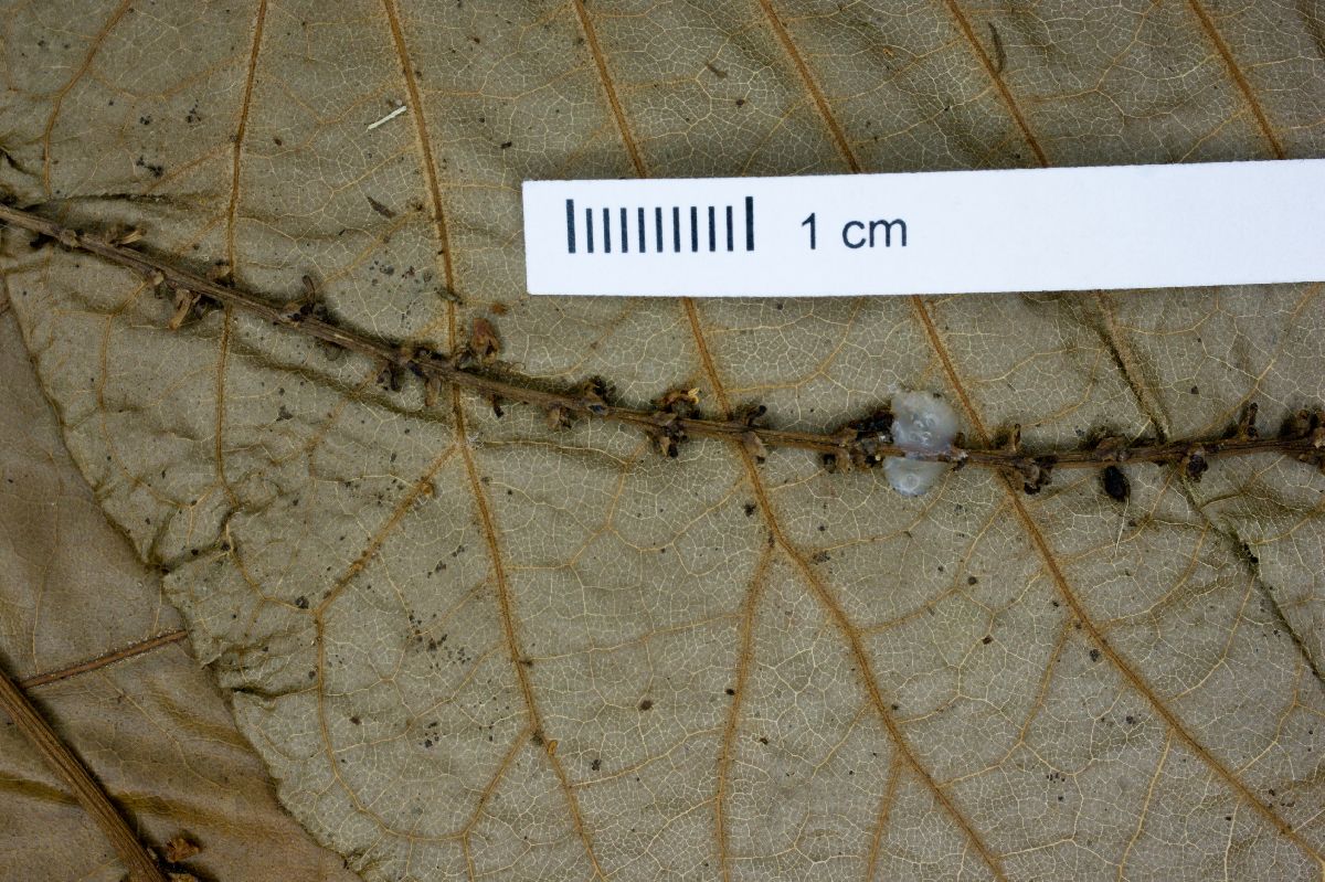 Coccoloba tiliacea image