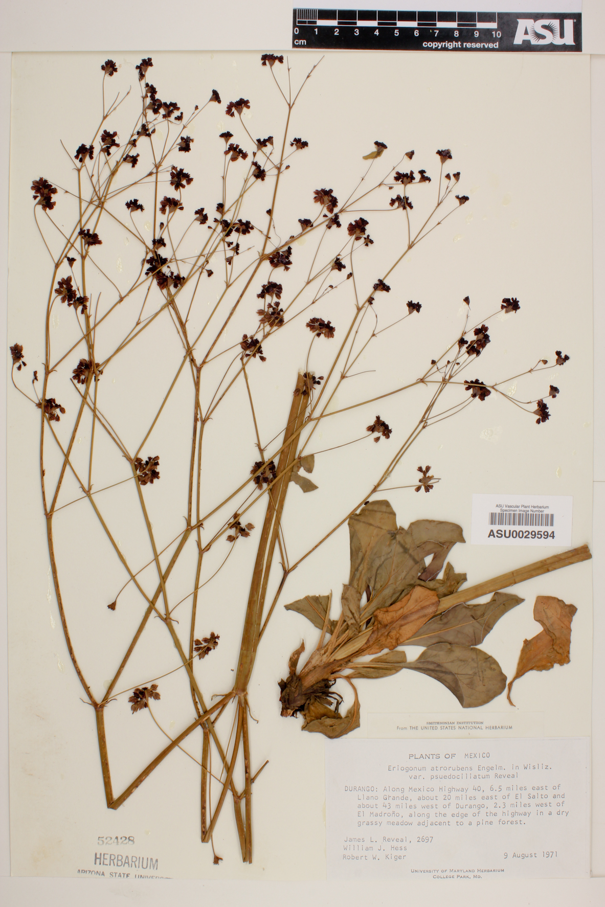 Eriogonum atrorubens var. pseudociliatum image