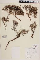 Eriogonum fastigiatum image