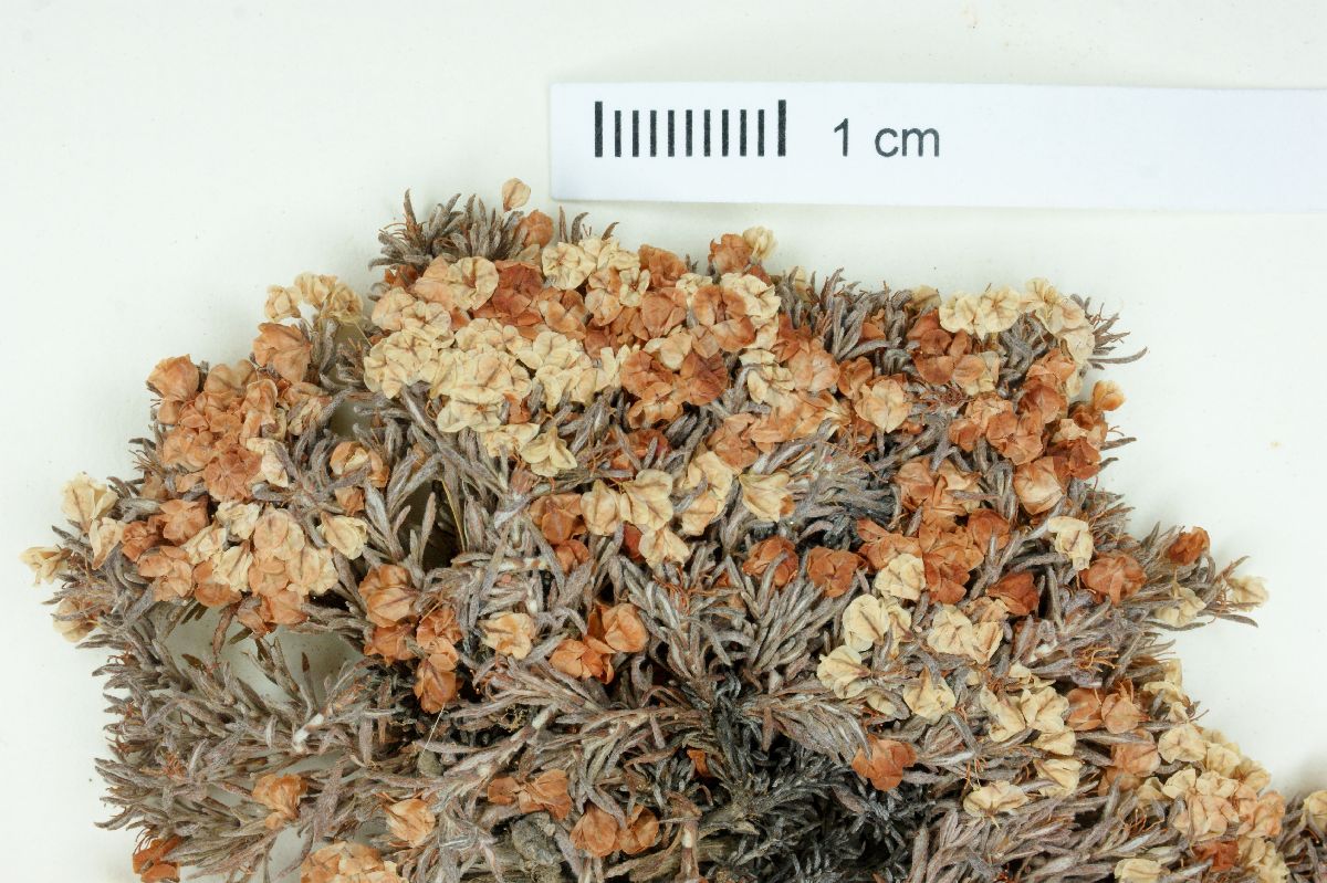 Eriogonum fastigiatum image