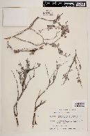 Eriogonum pondii image