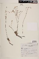 Eriogonum viscanum image