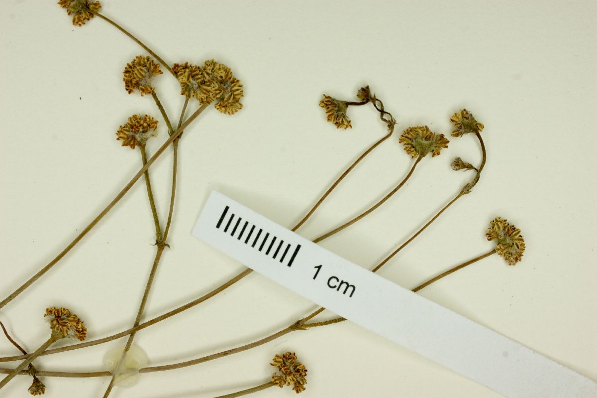 Eriogonum viscanum image