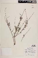 Eriogonum wrightii var. taxifolium image