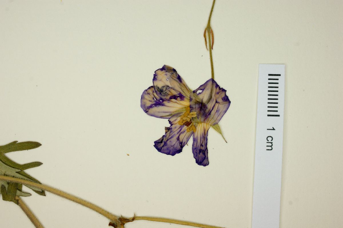 Geranium potentillaefolium image