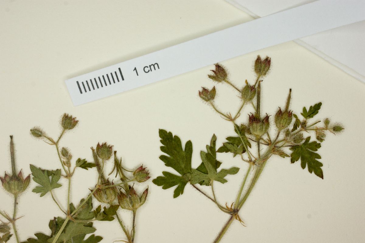 Geranium seemannii image