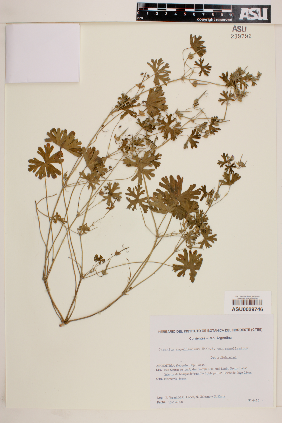Geranium magellanicum image