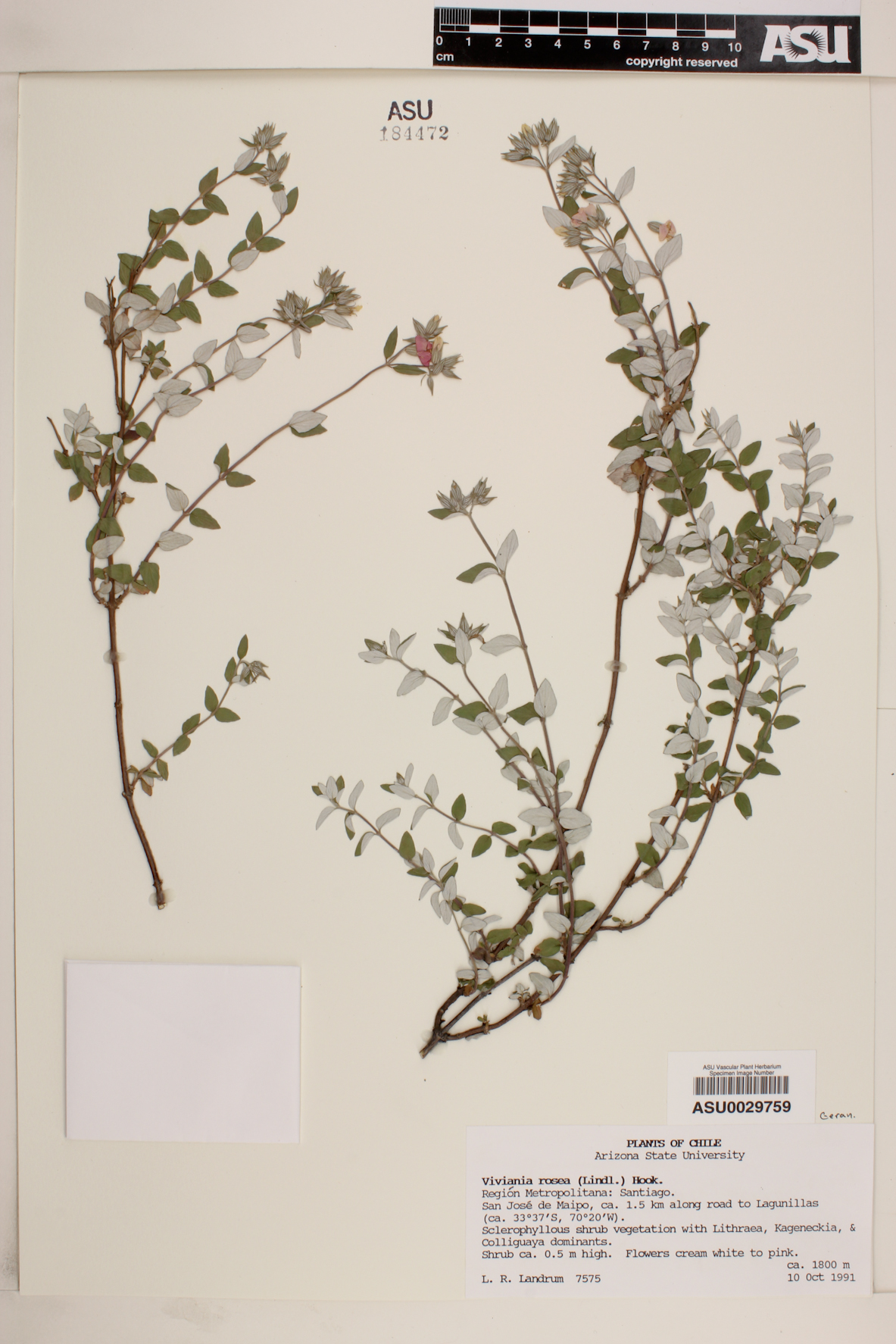 Viviania rosea image