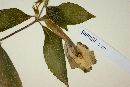 Achimenes longiflora image