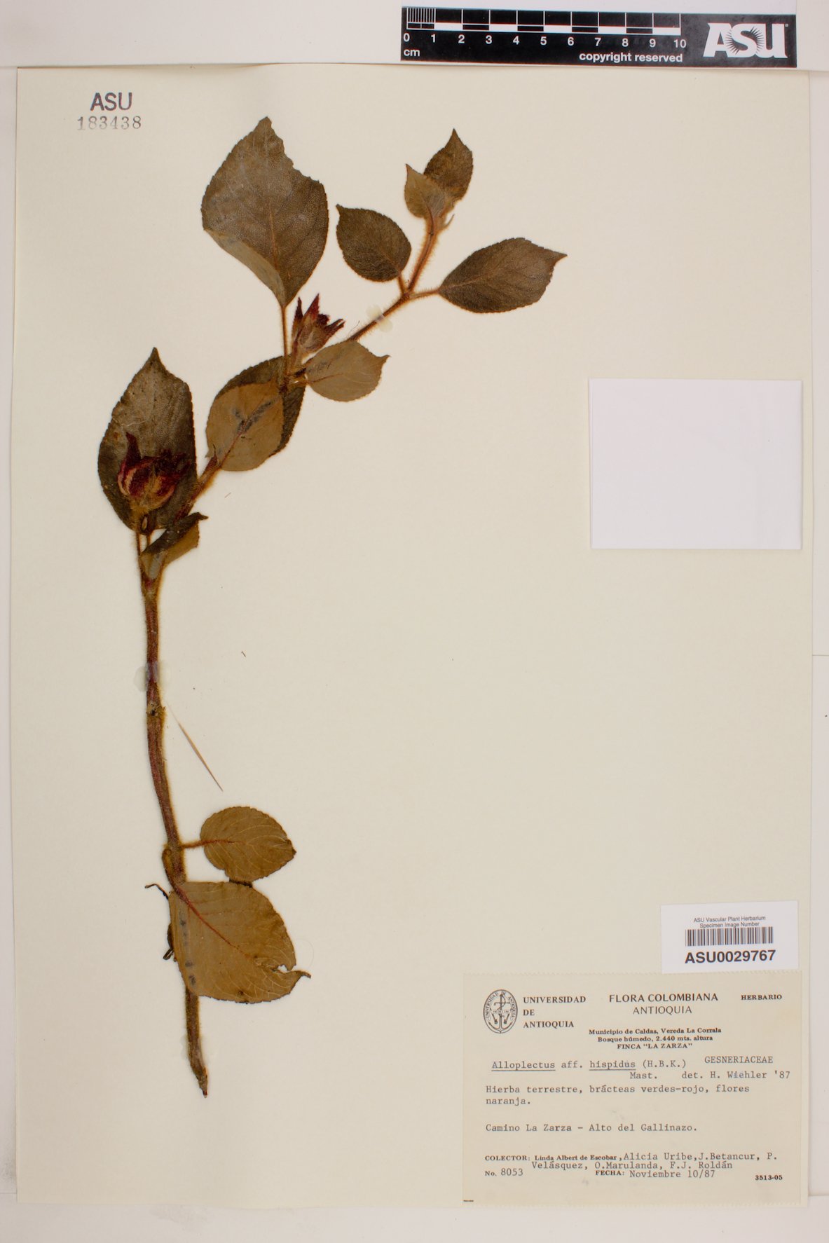 Alloplectus hispidus image