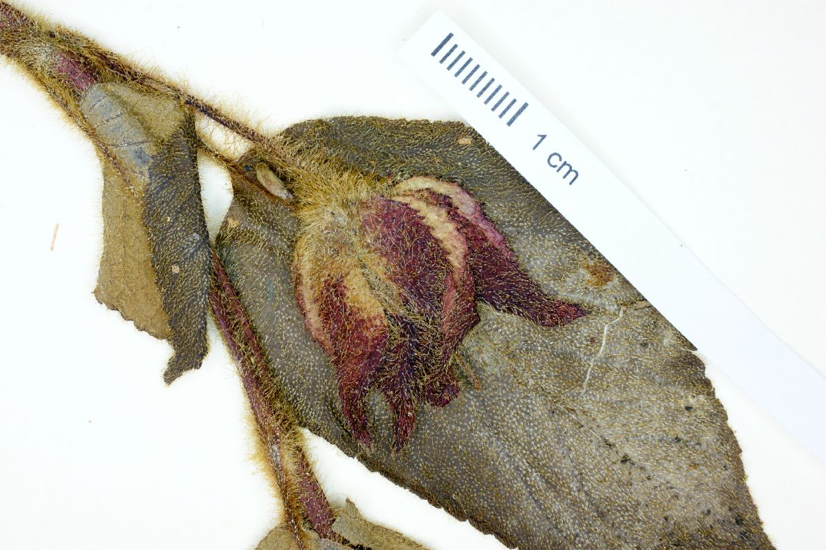 Alloplectus hispidus image