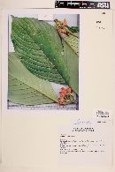 Image of Besleria columneoides