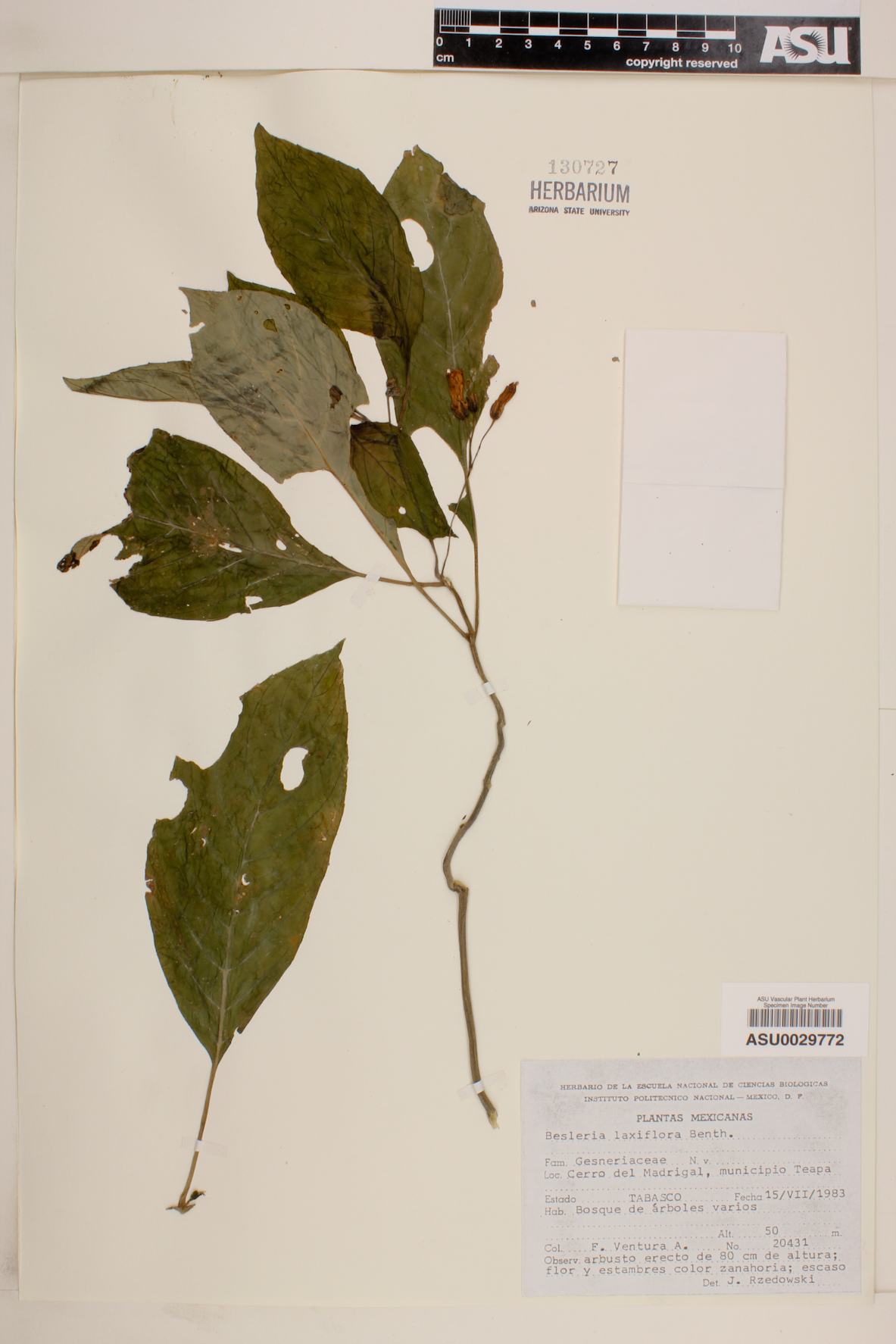Besleria laxiflora image