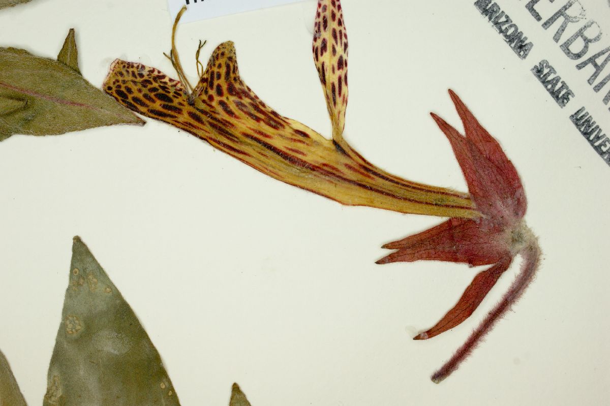 Columnea schiedeana image