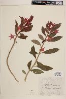 Columnea schiedeana image